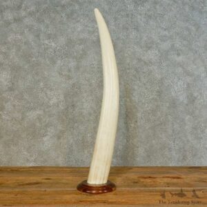 Walrus Tusk Replica Mount For Sale #16492 @ The Taxidermy Store