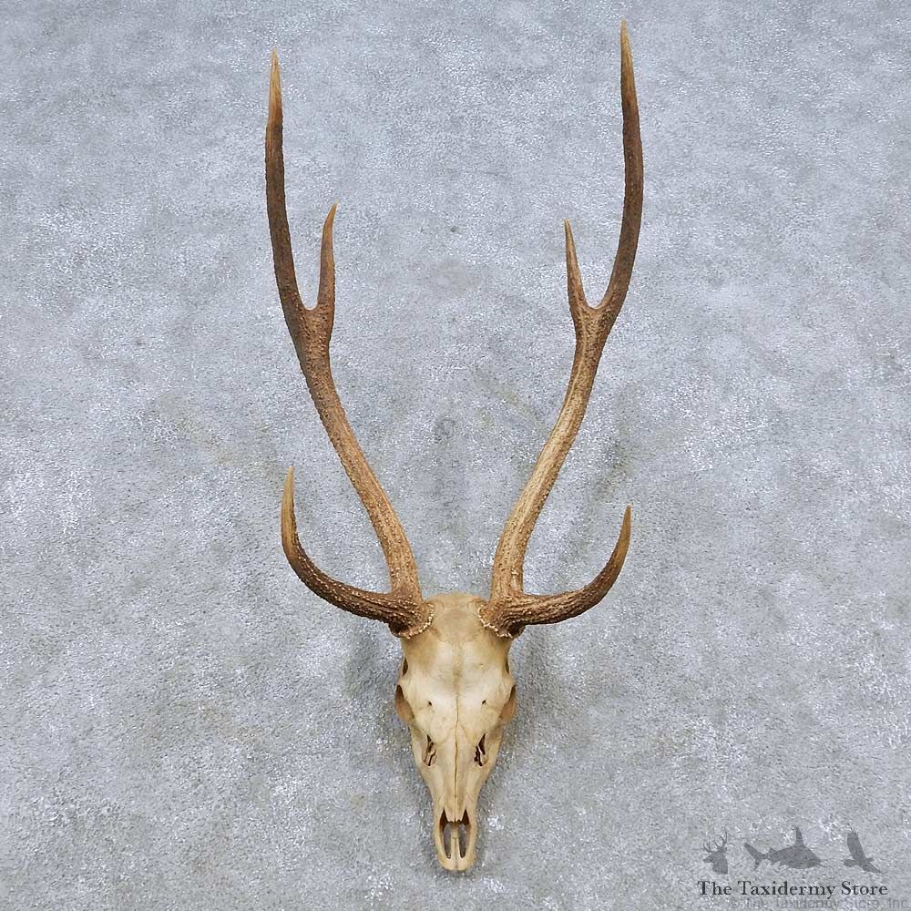 Axis Deer Skull & Antler European Mount For Sale #14539 @ The Taxidermy Store