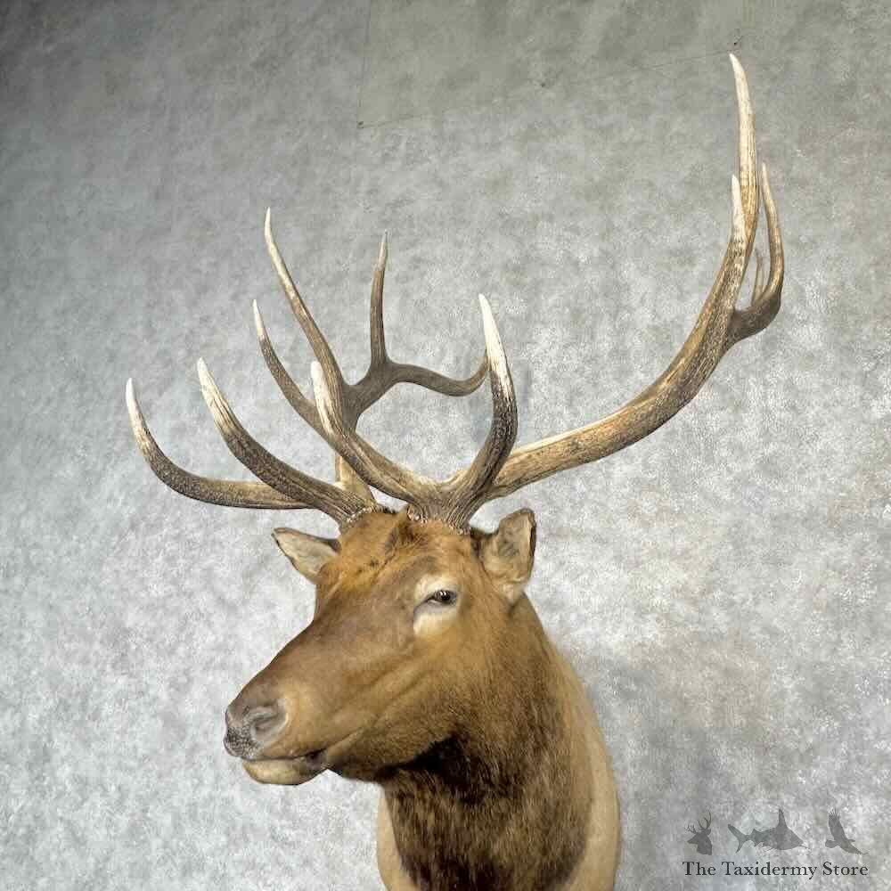 Rocky Mountain Elk Shoulder Mount For Sale #30365 @ The Taxidermy Store