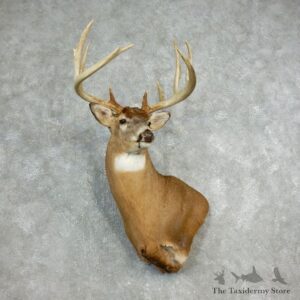 Whitetail Deer Shoulder Taxidermy Mount For Sale #17808 @ The Taxidermy Store.jpg