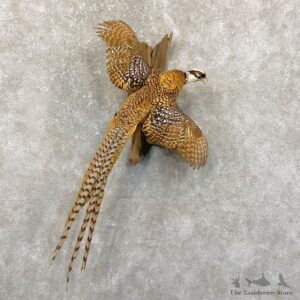 Reeves Pheasant Life-Size Mount #24306 For Sale @ The Taxidermy Store