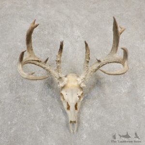 Whitetail Deer Skull European Mount For Sale #20546 @ The Taxidermy Store