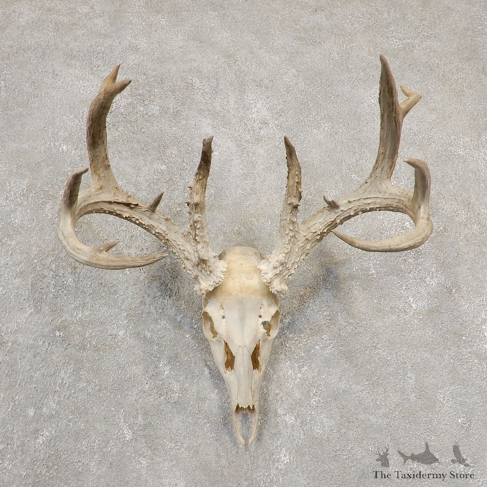 Whitetail Deer Skull European Mount For Sale #20546 @ The Taxidermy Store