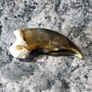Polar Bear Claw Taxidermy For Sale #19605 - The Taxidermy Store