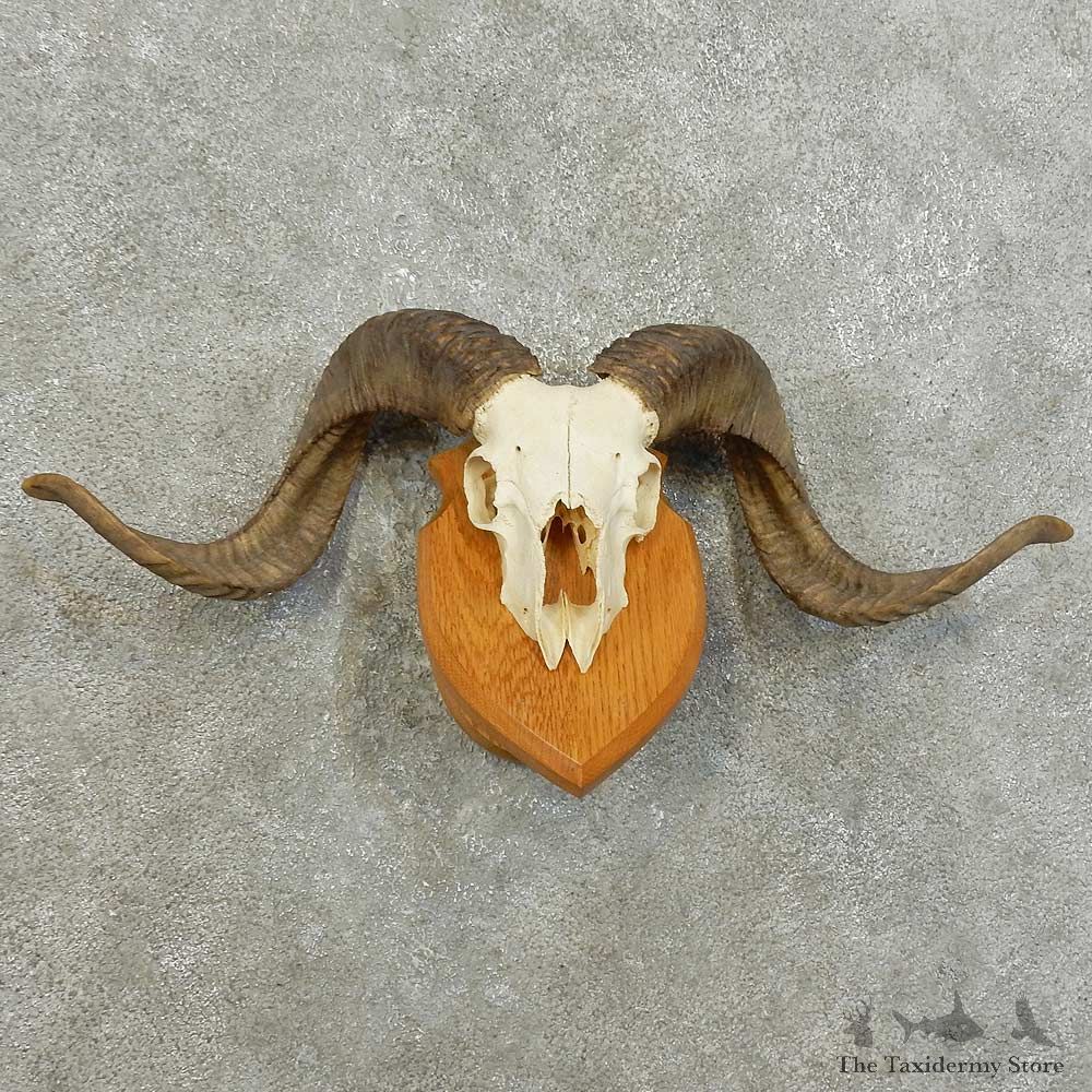 Corsican Ram Skull European Mount For Sale #16005 @ The Taxidermy Store