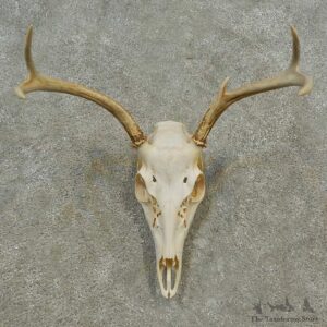 Whitetail Deer Skull European Mount For Sale #16593 @ The Taxidermy Store