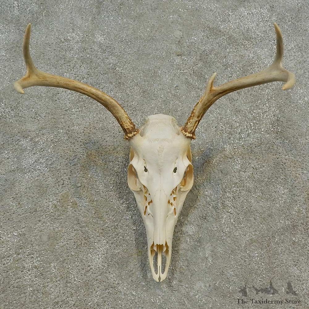 Whitetail Deer Skull European Mount For Sale #16593 @ The Taxidermy Store