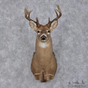 Whitetail Deer Shoulder Taxidermy Head Mount #12496 For Sale @ The Taxidermy Store