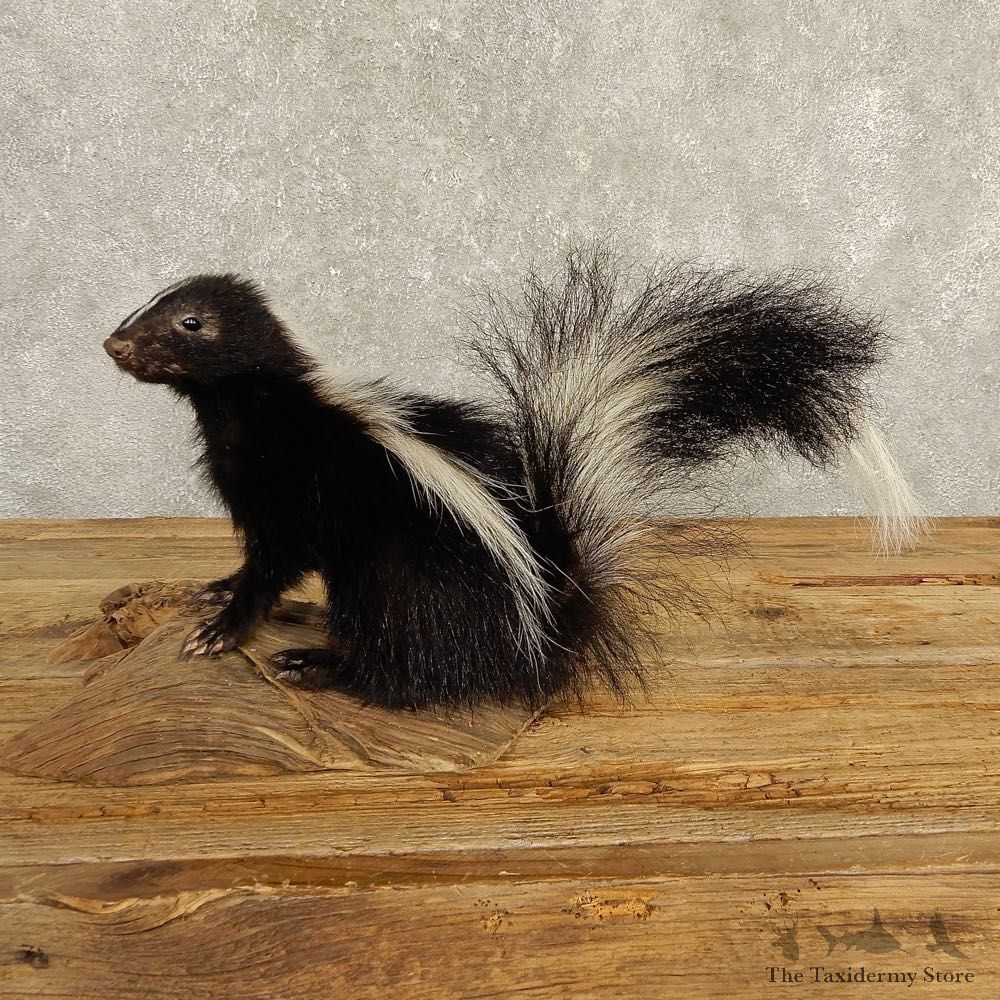 Adolescent Skunk Taxidermy Mount #20237 For Sale @ The Taxidermy Store
