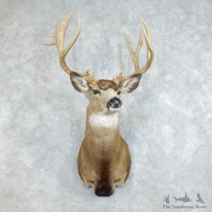 Mule Deer Shoulder Mount For Sale #18511 @ The Taxidermy Store