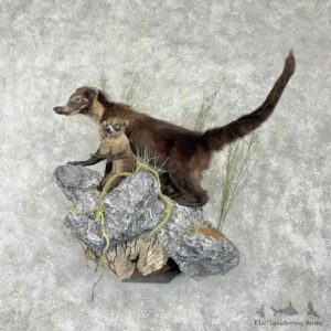 White-Nosed Coatimundi Pair Mount For Sale #31781 @ The Taxidermy Store
