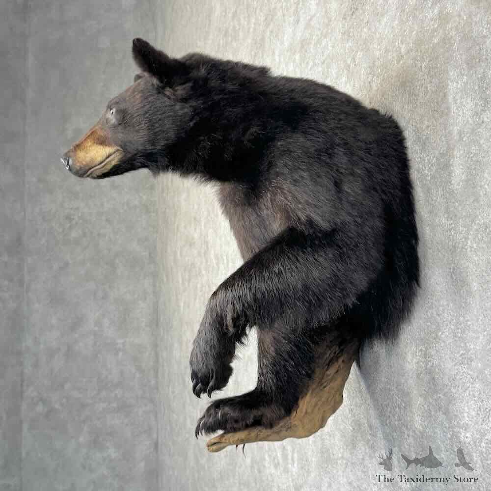 Black Bear Half Life Size Mount For Sale #31170 @ The Taxidermy Store