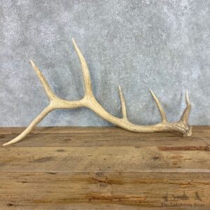 Elk Antler Shed For Sale #21520 @ The Taxidermy Store