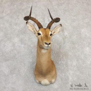 South African Impala Shoulder Mount For Sale #20294 @ The Taxidermy Store