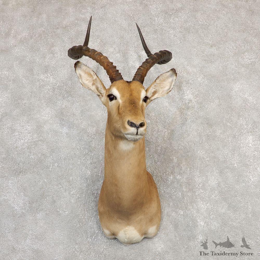 South African Impala Shoulder Mount For Sale #20294 @ The Taxidermy Store