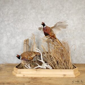 Ringneck Pheasant Bird Mount For Sale #19173 - The Taxidermy Store