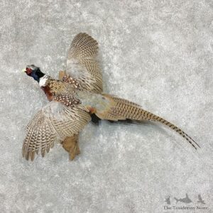 Ringneck Pheasant Bird Mount For Sale #25383 @ The Taxidermy Store
