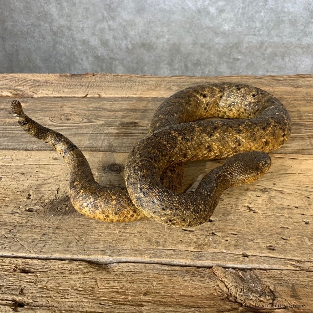 Eastern Diamondback Rattlesnake Mount For Sale #21377 @ The Taxidermy Store