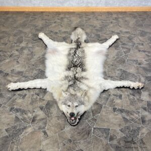Grey Wolf Rug Taxidermy Mount For Sale #25587 @ The Taxidermy Store