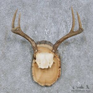 Whitetail Deer Antler Plaque Mount For Sale #14736 @ The Taxidermy Store