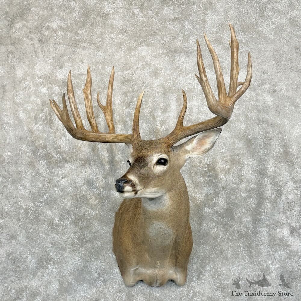 Whitetail Deer Shoulder Mount For Sale #29051 - The Taxidermy Store