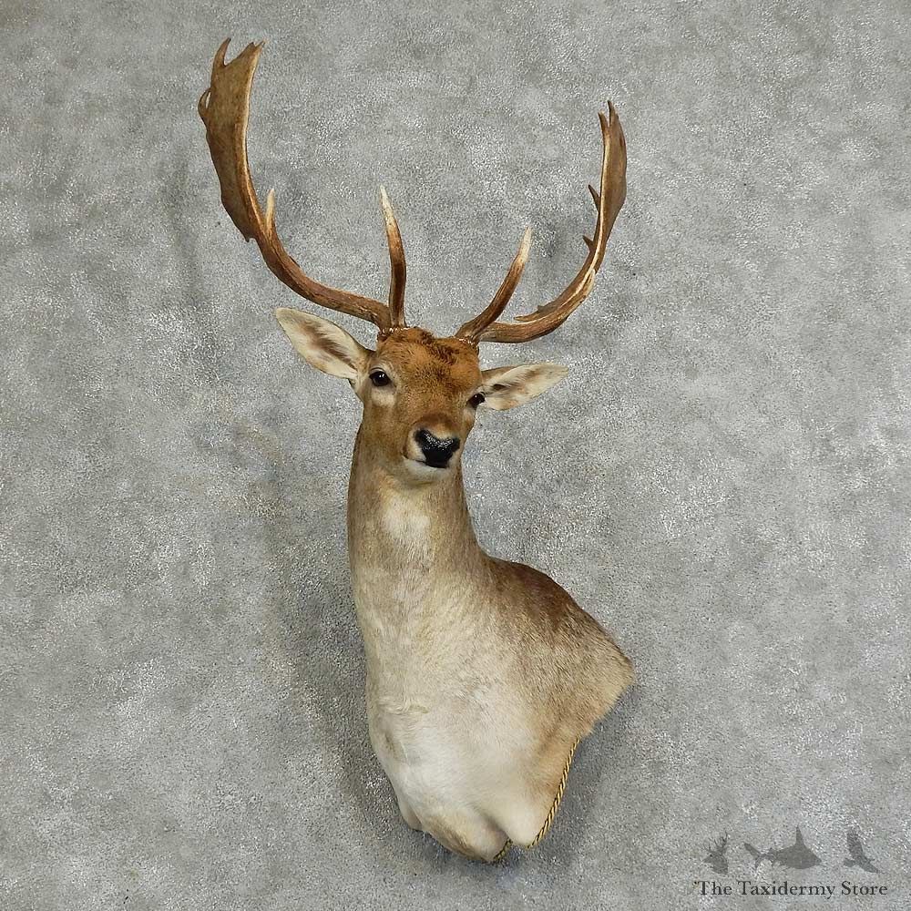 Fallow Deer Shoulder Mount For Sale #16046 @ The Taxidermy Store