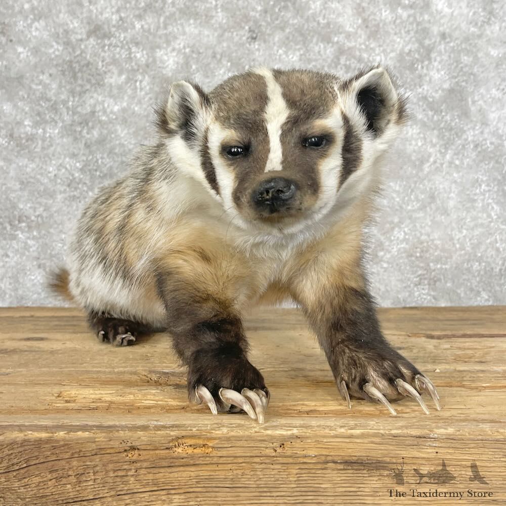 American Badger Life-Size Mount For Sale #28411 @ The Taxidermy Store