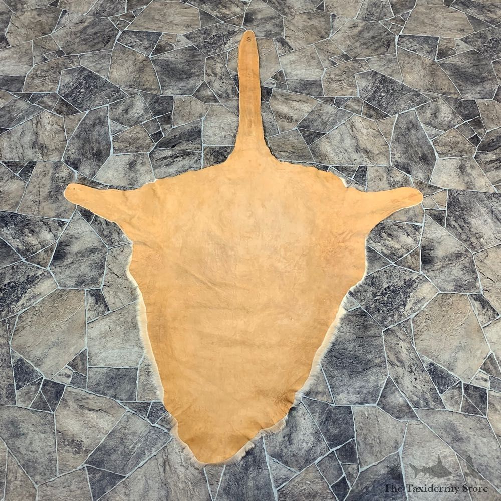Wallaby Rug Mount For Sale #21860 @ The Taxidermy Store