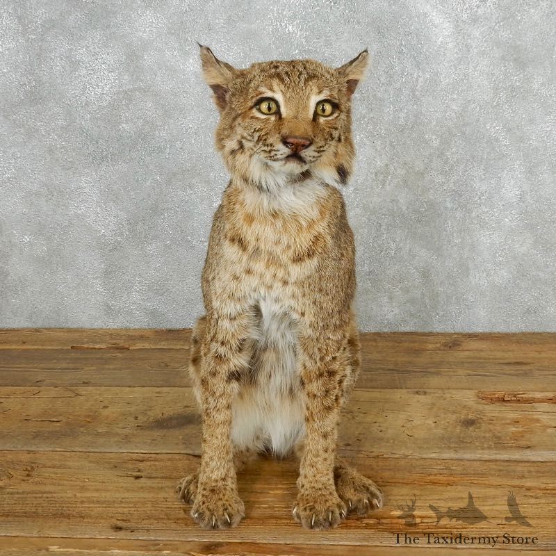 Bobcat Life-Size Mount For Sale #18203 @ The Taxidermy Store