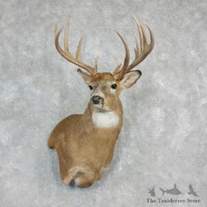 Whitetail Deer Shoulder Taxidermy Mount For Sale #17931 @ The Taxidermy Store.jpg