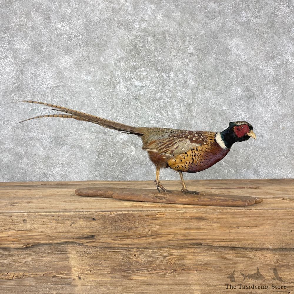 Ringneck Pheasant Bird Mount For Sale #26998 @ The Taxidermy Store