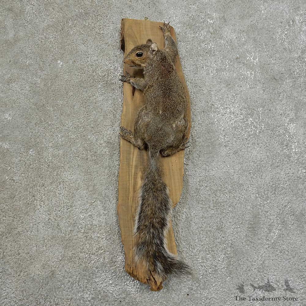 Grey Squirrel Life-Size Mount For Sale #16854 @ The Taxidermy Store