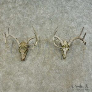 Whitetail Deer Skull European Mount For Sale #16290 @ The Taxidermy Store