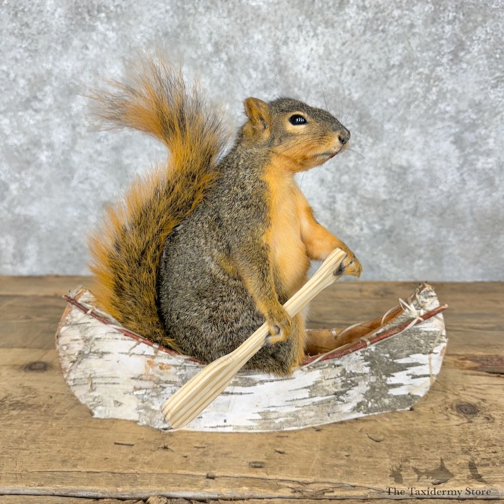 Canoe Fox Squirrel Novelty Mount For Sale #29503 @ The Taxidermy Store