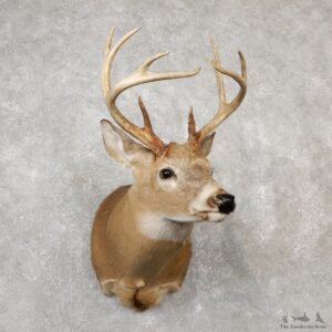 Whitetail Deer Shoulder Mount #19096 For Sale - The Taxidermy Store