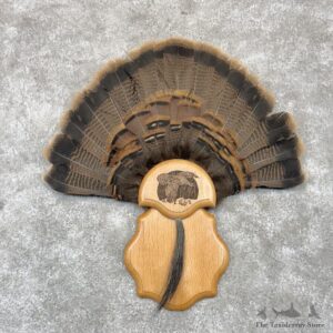 Eastern Wild Turkey Fan For Sale #30269 @ The Taxidermy Store