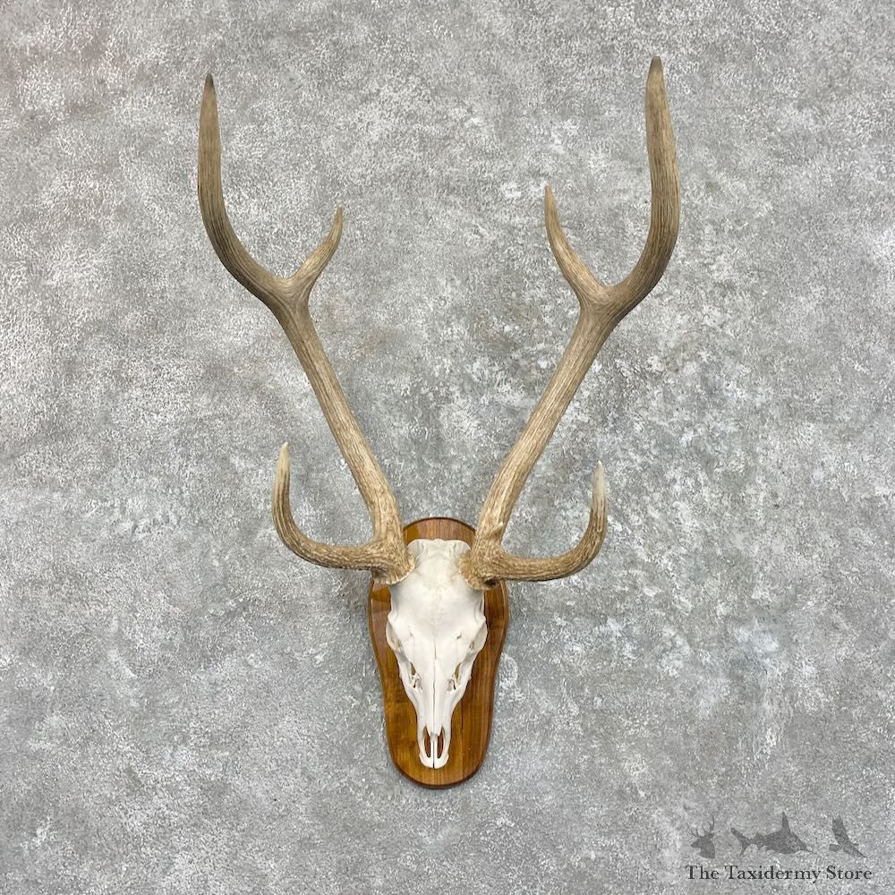Axis Deer Skull Plaque Mount For Sale #27490 @ The Taxidermy Store