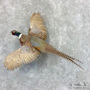 Ringneck Pheasant Bird Mount For Sale #22317 @ The Taxidermy Store
