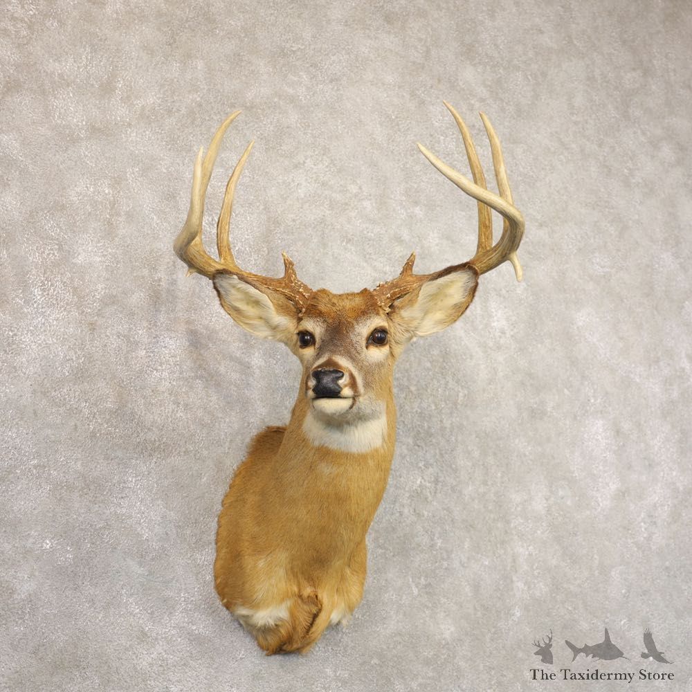 Whitetail Deer Taxidermy Shoulder Mount For Sale #22157 @ The Taxidermy Store