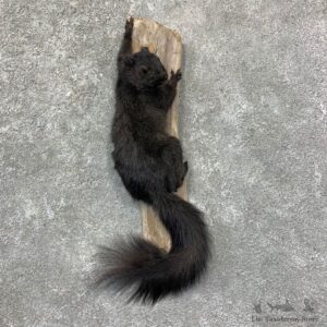 Grey Squirrel Life-Size Mount For Sale #22956 @ The Taxidermy Store