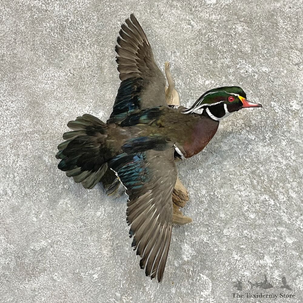 Wood Duck Drake Mount For Sale #27547 @ The Taxidermy Store