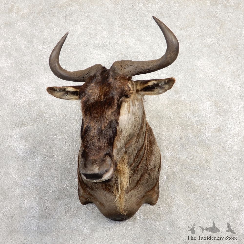 White-Bearded Wildebeest Shoulder Mount For Sale #20301 @ The Taxidermy Store