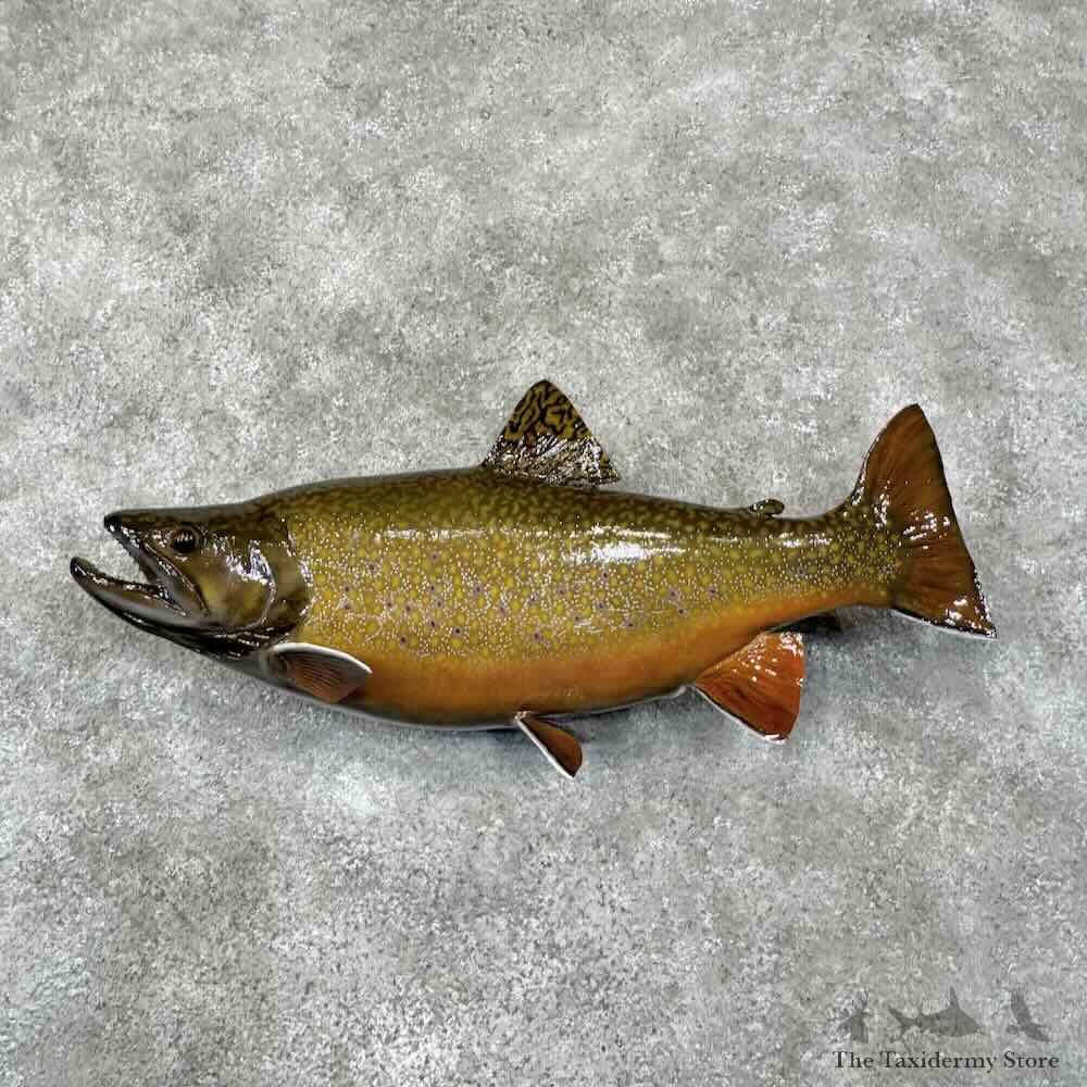 Brook Trout Fish Mount For Sale #30991 @ The Taxidermy Store