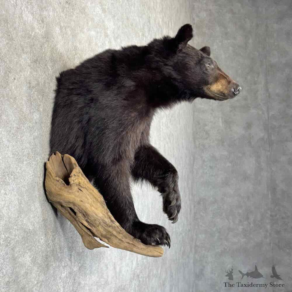 Black Bear Half Life Size Mount For Sale #31170 @ The Taxidermy Store