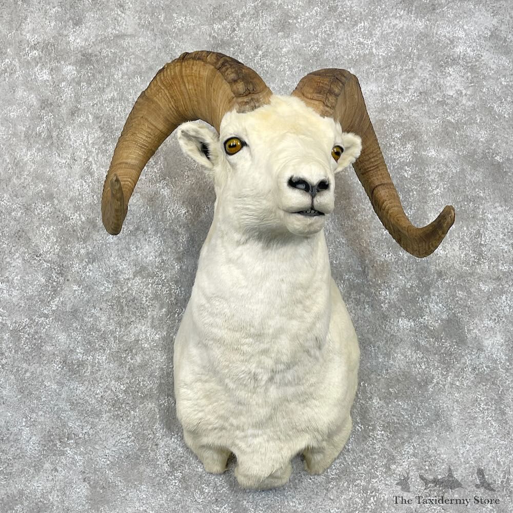 Dall Sheep Shoulder Mount For Sale #28456 @ The Taxidermy Store