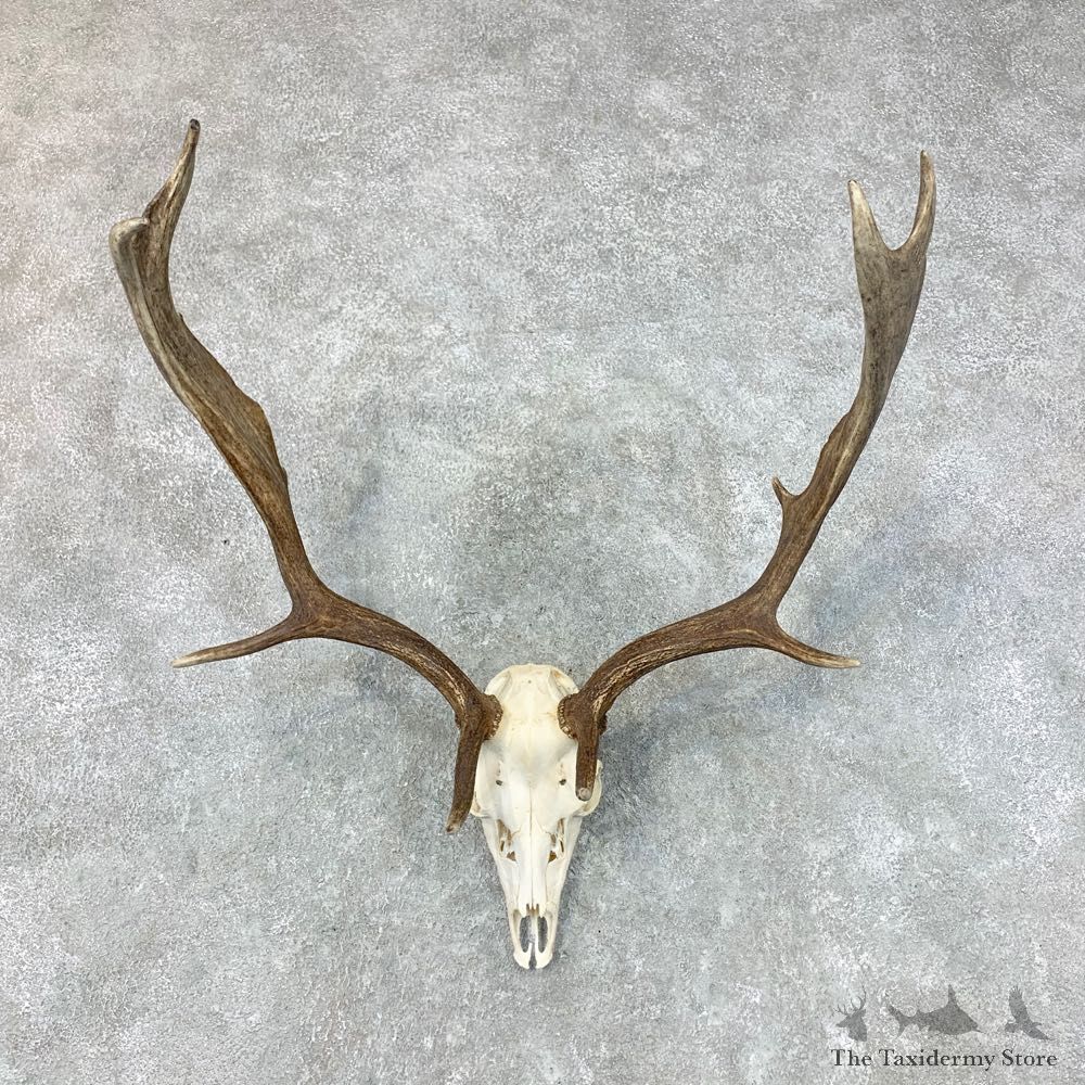 Fallow Deer Skull Antler European Mount For Sale #22646 @ The Taxidermy Store
