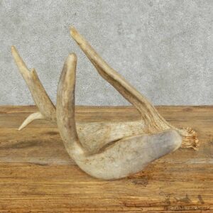 Whitetail Deer Antler Shed For Sale #16156 @ The Taxidermy Store