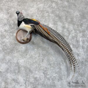 Lady Amherst Pheasant Bird Mount For Sale #30292 @ The Taxidermy Store