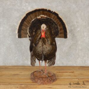 Merriam's Bearded Hen Turkey Life Size Taxidermy Mount #20612 For Sale @ The Taxidermy Store
