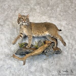 Bobcat Life-Size Mount For Sale #30148 @ The Taxidermy Store
